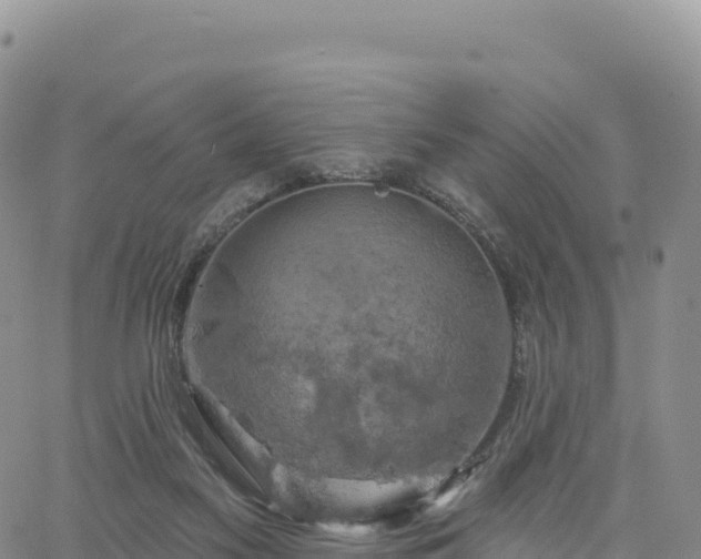 X0000061750117200512091645