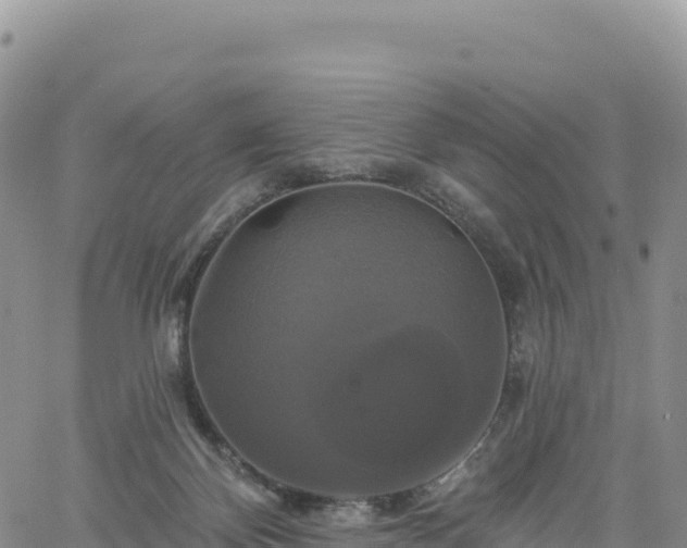 X0000061750124200512091645