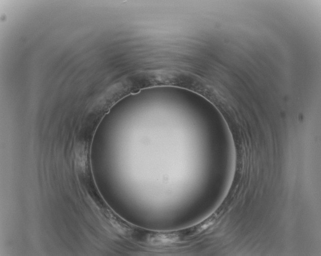 X0000061750129200512091645