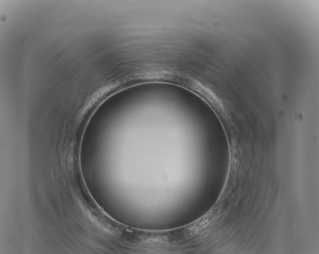 X0000061750155200512091644