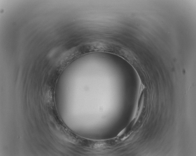 X0000061750173200512091645