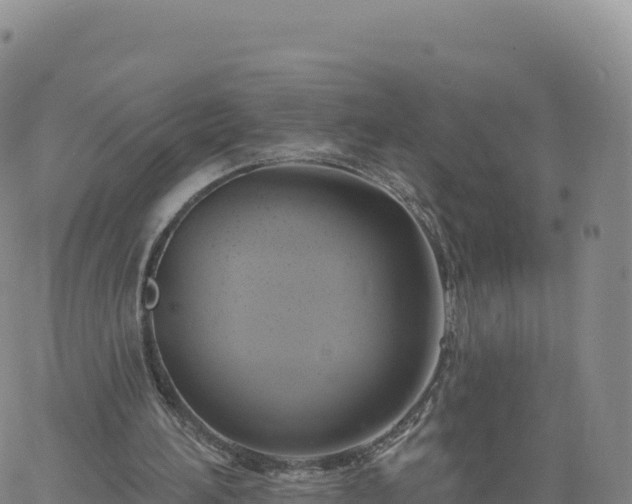 X0000061750196200512091644