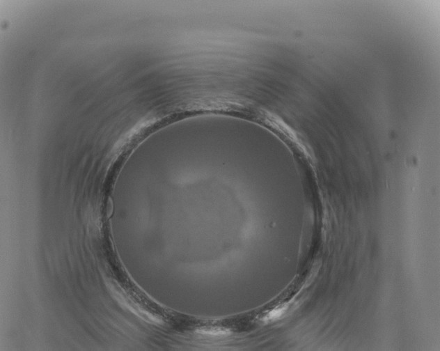 X0000061750203200512091644