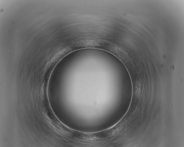 X0000061750206200512091644