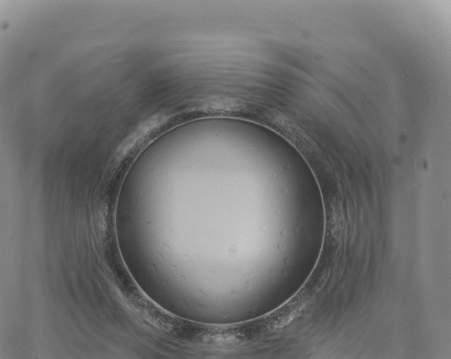 X0000061750208200512091644