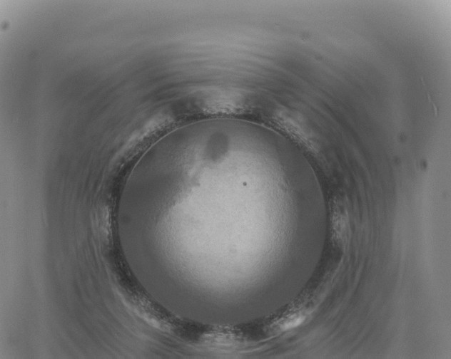 X0000061750211200512091644