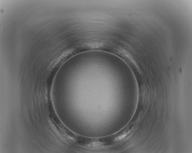 X0000061750212200512091644