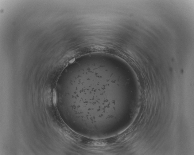 X0000061750223200512091644