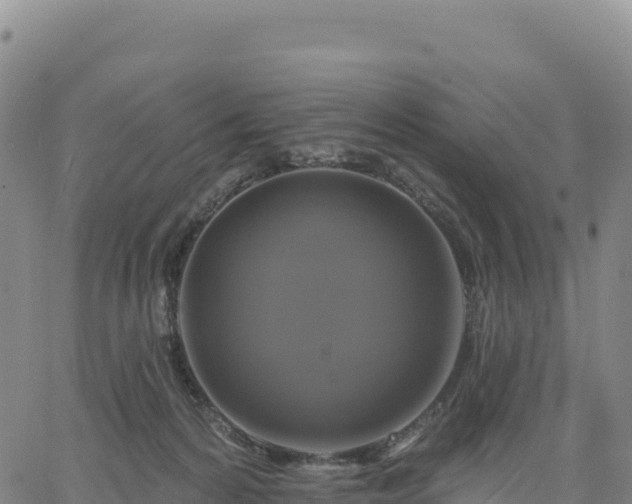 X0000061750224200512091644