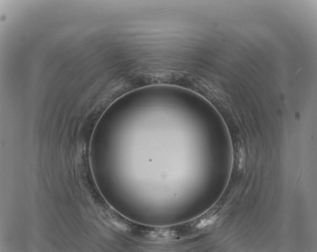 X0000061750225200512091644