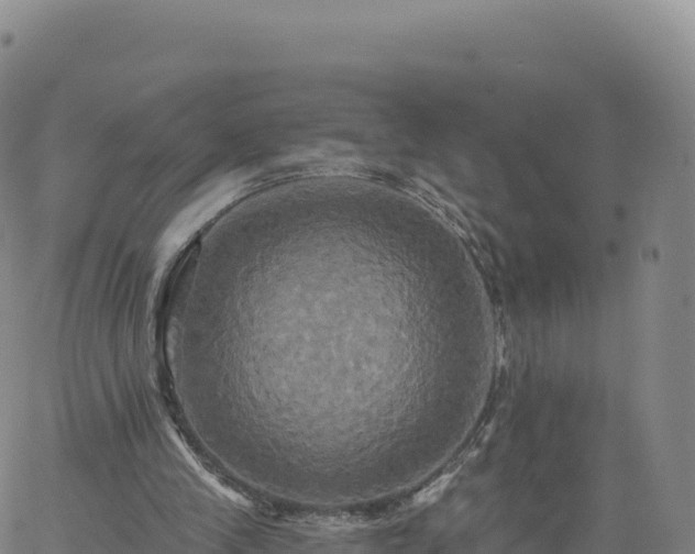 X0000061750245200512091643