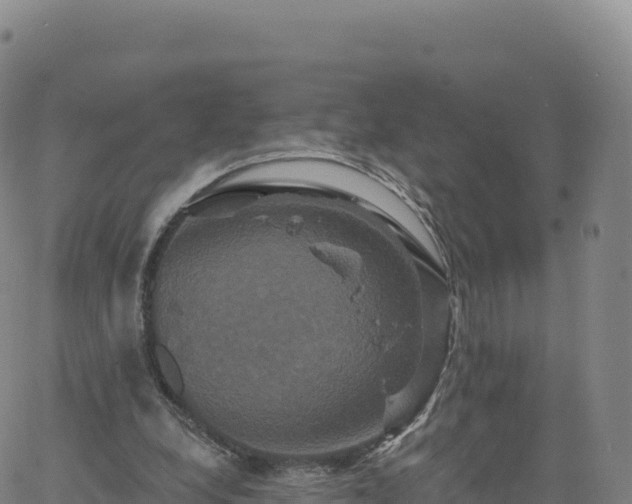 X0000061750248200512091643