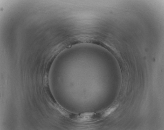 X0000061750288200512091643