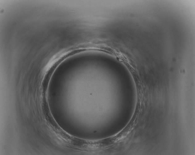 X0000061750295200512091643