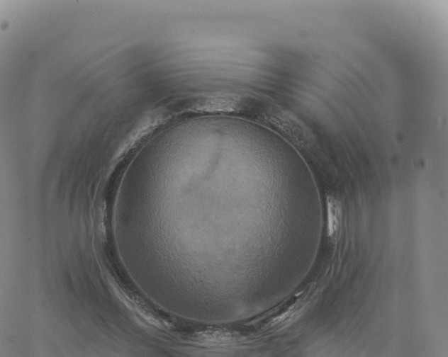 X0000061750300200512091642