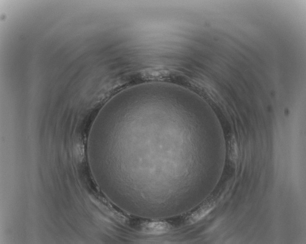 X0000061750324200512091642