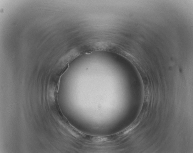 X0000061750334200512091642