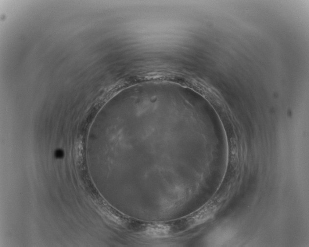 X0000061750369200512091642