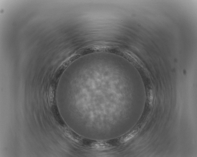 X0000061750372200512091642