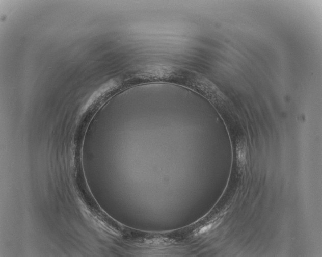 X0000061750396200512091641