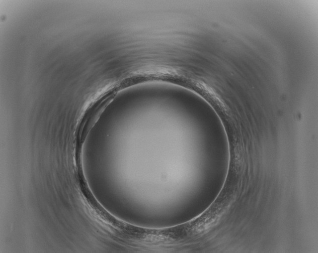 X0000061750399200512091641