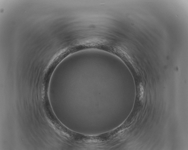 X0000061750400200512091641