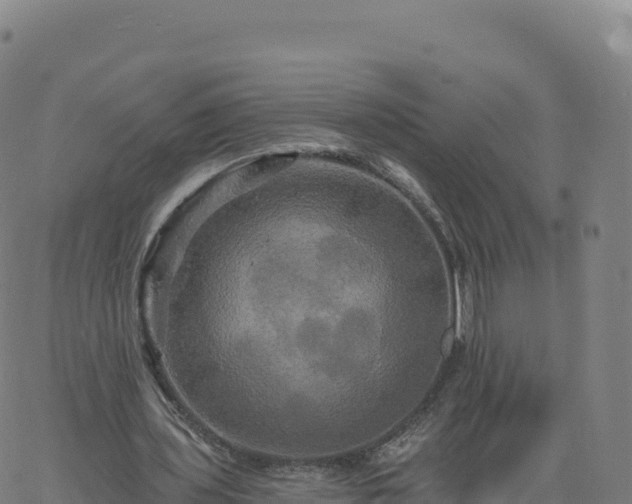 X0000061750435200512091640