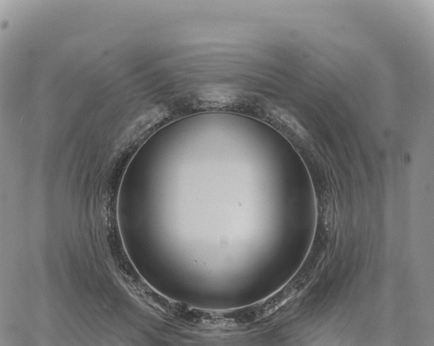 X0000061750455200512091640