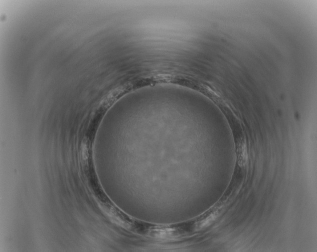 X0000061750472200512091640