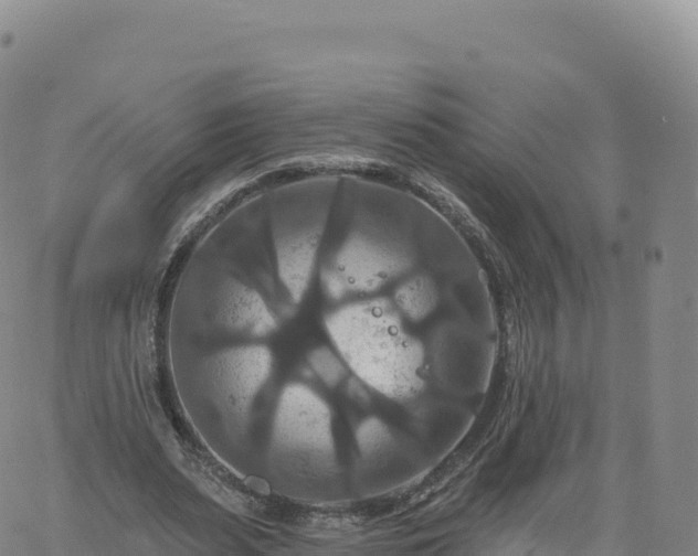 X0000061750487200512091639