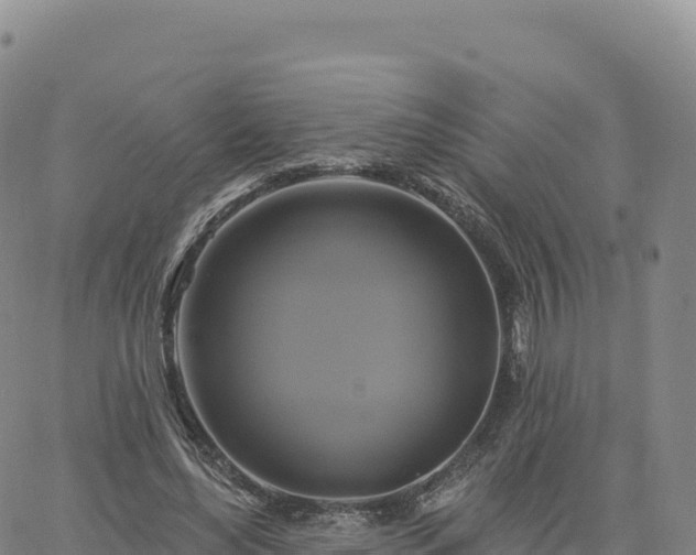 X0000061750492200512091639