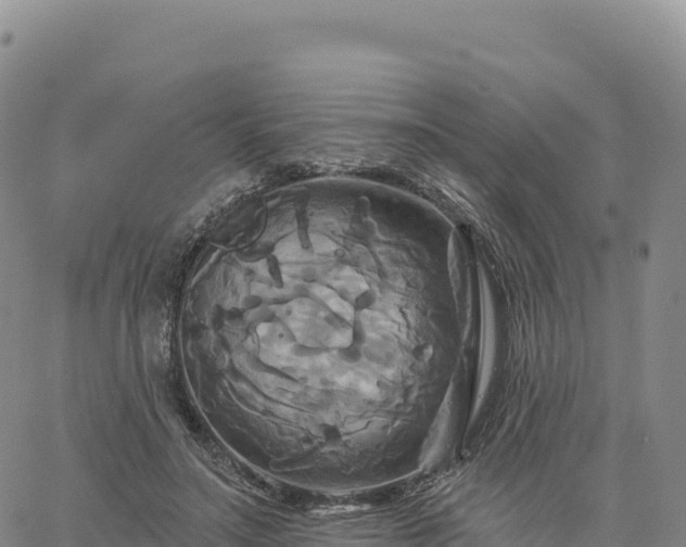 X0000061750499200512091639