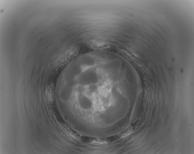 X0000061750515200512091639