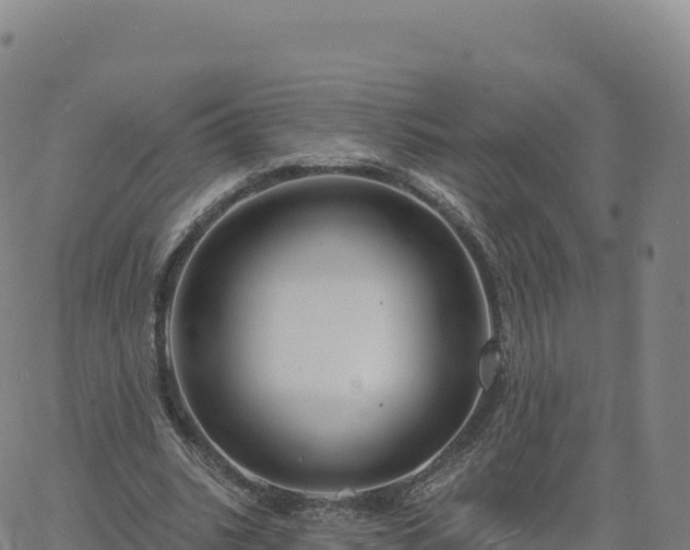 X0000061750535200512091638