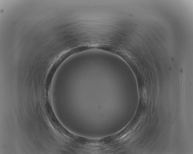 X0000061750540200512091638