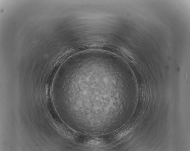 X0000061750550200512091638