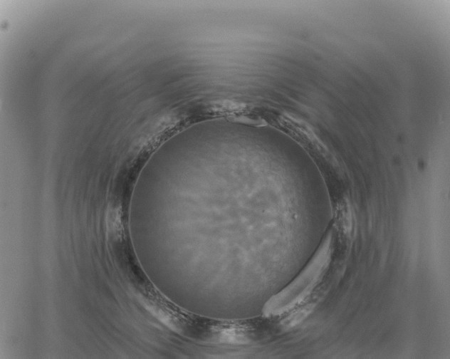 X0000061750564200512091639