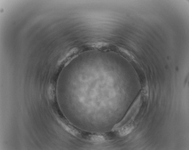 X0000061750572200512091639