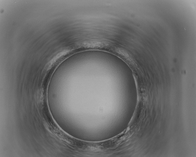 X0000061750583200512091638