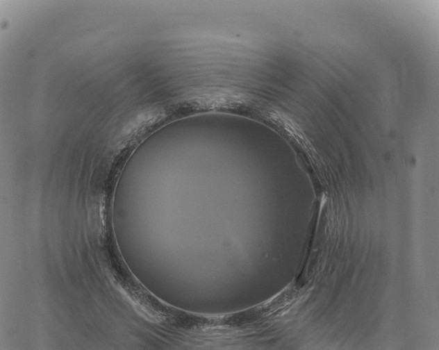 X0000061750590200512091638