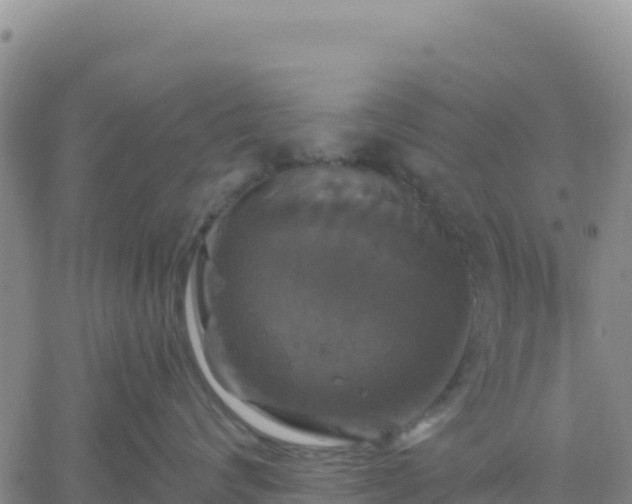 X0000061750624200512091637