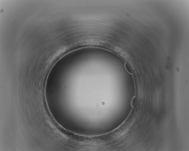 X0000061750625200512091636