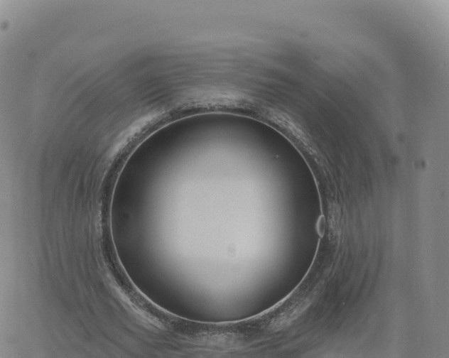 X0000061750629200512091636