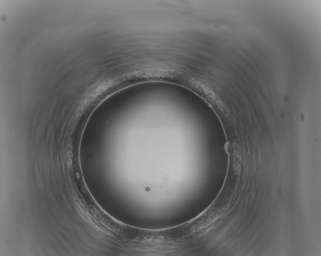 X0000061750631200512091636