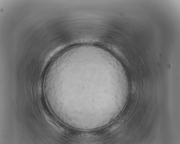 X0000061750632200512091636