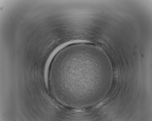 X0000061750662200512091637