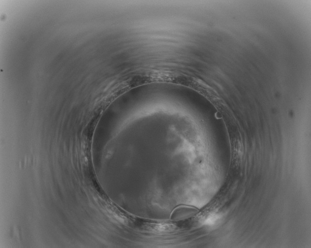 X0000061750663200512091637