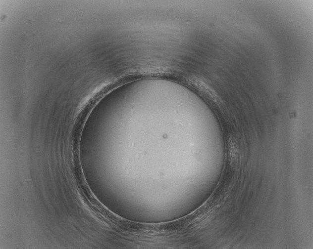 X0000061750684200512091636