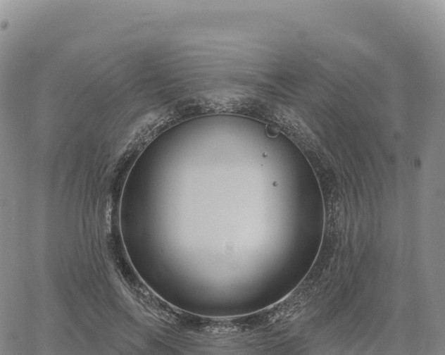 X0000061750694200512091636