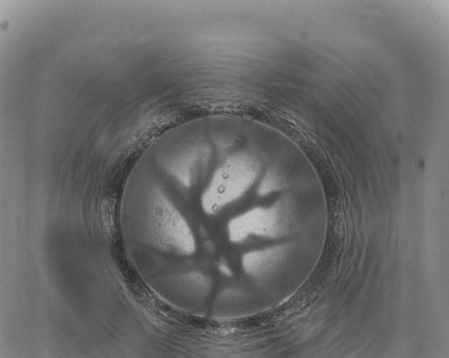 X0000061750695200512091636